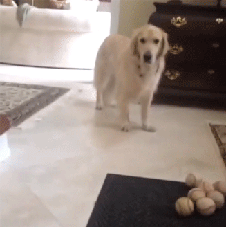 Dieren Tong Gifs Hond 