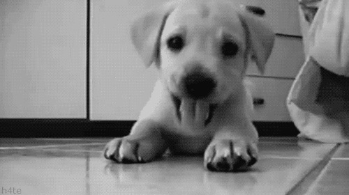 Dieren Puppy Gifs Hond hees 
