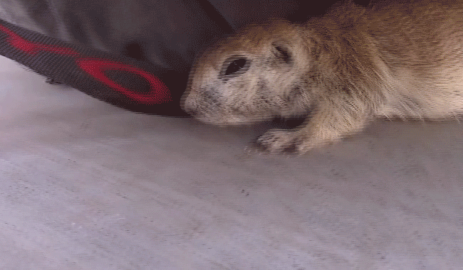 Dieren Puppy Gifs Hond 