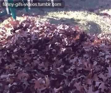 Dieren Gifs Hond rage corgi sla 