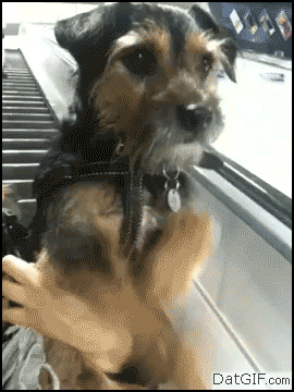 Dieren Jongen Gifs Hond 