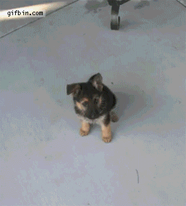 Honden GIF. Dieren Baby Gifs Hond 