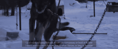 Dieren Bioscoop Gifs Hond Hachiko 