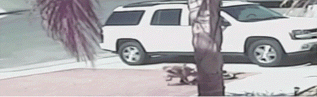 Dieren Gifs Hond oud 