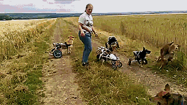 Dieren Zwemmen Gifs Hond teckel 