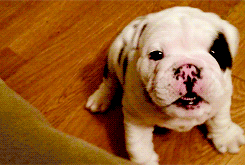 Honden GIF. Dieren Schommel Gifs Hond 