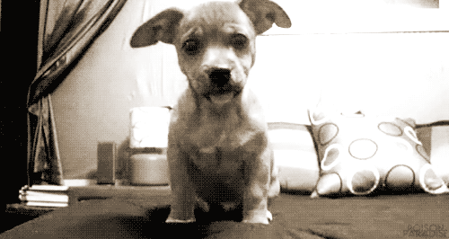 Dieren Gifs Hond aandrijving omwtsyo 
