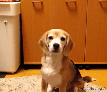 Dieren Puppy Gifs Hond 