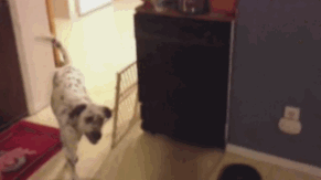 Dieren Puppy Gifs Hond 