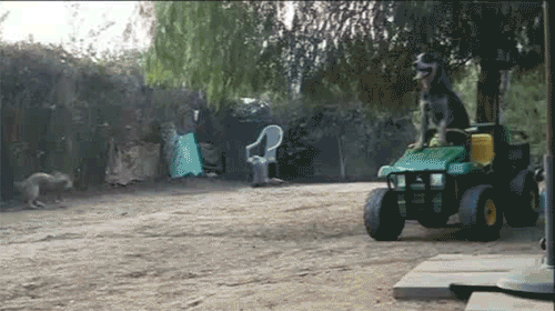 Dieren Gifs Hond aandrijving omwtsyo 