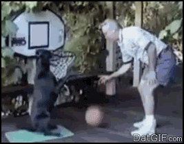 Honden GIF. Dieren Gifs Hond 