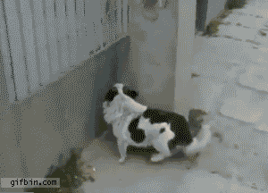 Honden GIF. Dieren Gifs Hond De+mens 