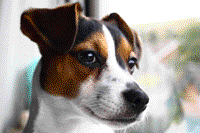Honden GIF. Dieren Brand Gifs Hond Lus Jumping 