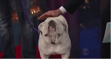 Dieren Gifs Hond knipperen spaghetti 