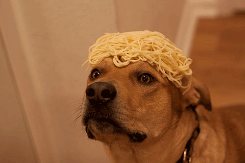 Dieren Gifs Hond knipperen spaghetti 