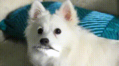 Honden GIF. Dieren Gifs Hond Gelukkig Hemel 