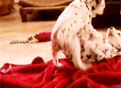 Dieren Muis Gifs Hond wtf speelbal 