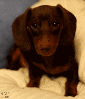 Dieren Schattig Gifs Hond opgewonden 