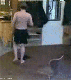 Honden GIF. Dieren Gifs Hond Oren 
