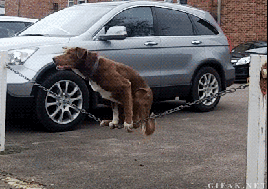 Dieren Gifs Hond 