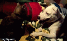 Honden GIF. Dieren Zwemmen Zwembad Gifs Hond 