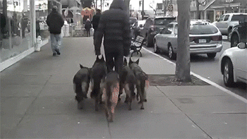 Dieren Koe Gifs Hond 