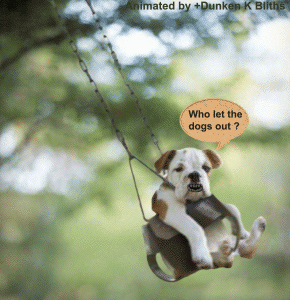 Honden GIF. Dieren Gifs Hond Knipperen Spaghetti 