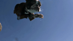 Honden GIF. Dieren Gifs Hond Mislukken Geslacht 