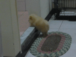 Honden GIF. Dieren Schattig Gifs Hond Opgewonden 