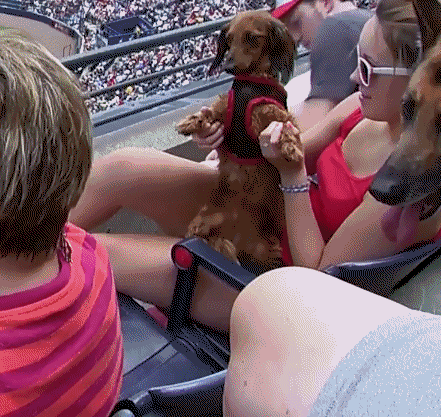 Dieren Kat Gifs Hond mislukken 