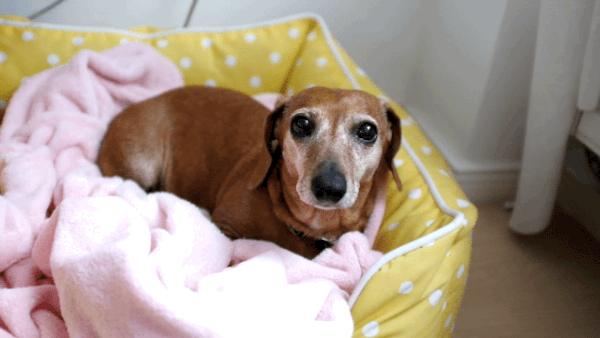 Dieren Vis Gifs Hond yikes vangst overstroming 