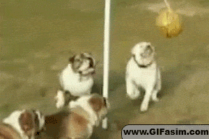 Honden GIF. Dieren Gifs Hond Mislukken Geslacht 