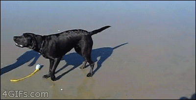 Dieren Gifs Hond 