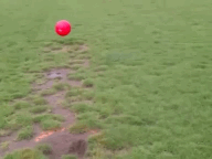 Honden GIF. Dieren Gifs Hond Lus Omfg 