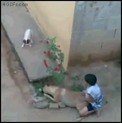 Honden GIF. Dieren Gifs Hond Zoute+krakeling 