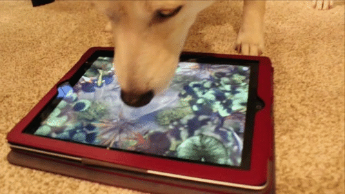 Dieren Gifs Hond slalom 