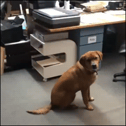 Honden GIF. Dieren Gifs Hond Wat Geschokt 