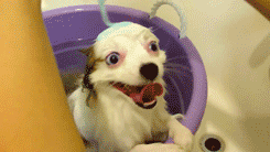 Honden GIF. Dieren Gifs Hond Truc Oversteken 