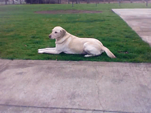 Dieren Auto Gifs Hond dier 