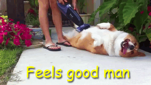 Dieren Gifs Hond verdrietig coulissen fee 