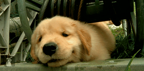 Dieren Gifs Hond deur klop 