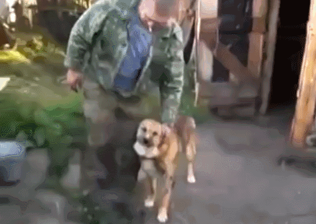 Dieren Gifs Hond knipperen spaghetti 