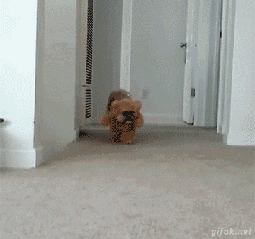 Dieren Vis Gifs Hond yikes vangst overstroming 