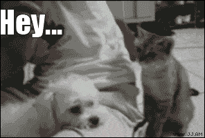 Honden GIF. Dieren Bioscoop Gifs Hond Hachiko 