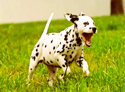 Honden GIF. Dieren Grappig Schattig Gifs Hond Lopend 