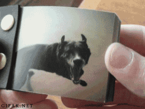 Honden GIF. Dieren Puppy Gifs Hond Hees 