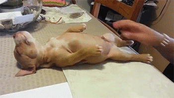 Dieren Puppy Lopen Gifs Hond 