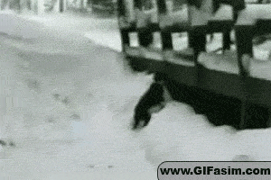 Honden GIF. Dieren Puppy Lopen Gifs Hond 