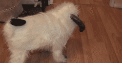 Honden GIF. Dieren Gifs Hond Ontvangst 