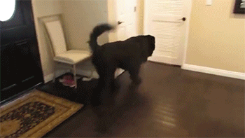 Dieren Gifs Hond mislukken frisbee halen 